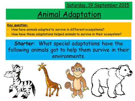 Animal Adaptation Teaching Resources