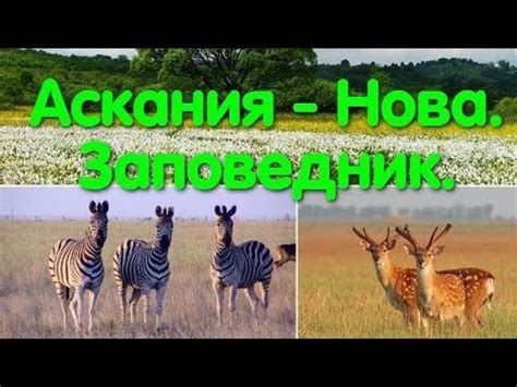Некоторые животные содержатся в вольерах, а некоторые, например, величавые павлины, гуляют совершенно свободно. Аскания-Нова. Биосферный заповедник. Прогулка в степь ...