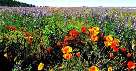 California Poppy Flowers Field Imgur