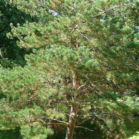 Pinus Sylvestris Vente Pin Sylvestre Pour Le Jardin