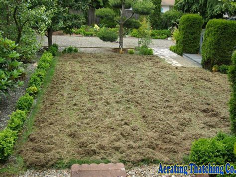This begs the question, 'should you the answer to the question is to make sure you dethatch first before aerating your lawn. Seattle Lawn Thatching Benefits - Aerating Thatching Co