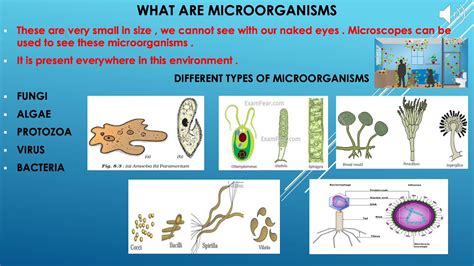 Chapter 2 Microorganisms Friend And Foe Part 1 Class 8 Cbse Youtube
