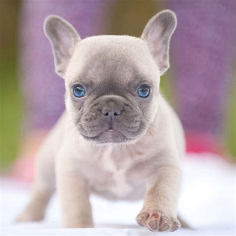 Ranging from blue, blue fawn, blue merle with colored eyes. Miniature French Bulldog Rescue Florida | French Bulldog