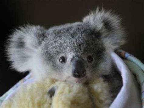 Pin By Star Rainbow On Smile Files Cuddly Animals Koala Cute