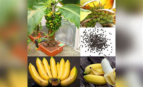 A Mini Guide To Grow Bananas In Pot At Home