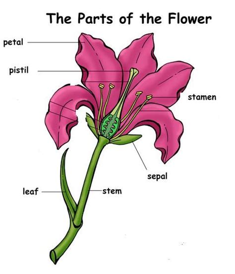 Elegant Labeling Parts Of A Flower Interactive