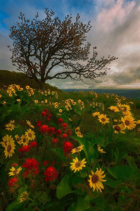 Springtime Lush Flowery Hill Around Rowena Plateau By Andy Wu