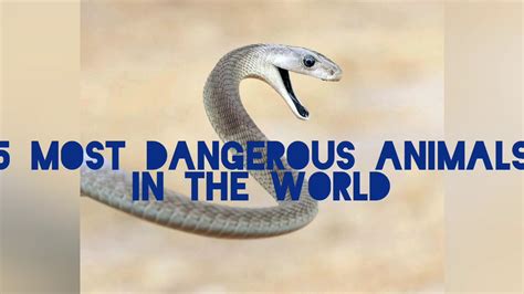 5 Most Dangerous Animals In The World Youtube