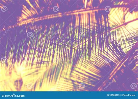 Palm Leaves Abstract Natural Background With Blur Stock Image Image