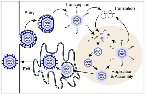 Overview Of The Rotavirus Replication Cycle During Entry