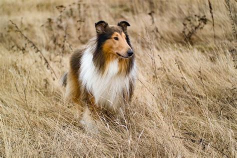 8 min tap thumbnail to download! Collie - Dog Breed history and some interesting facts