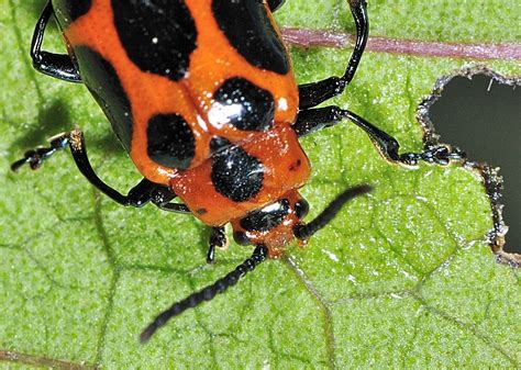 9 Spotted Leaf Beetle Phyllocharis Cyanicornis