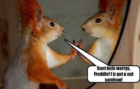 funny squirrel pictures with captions