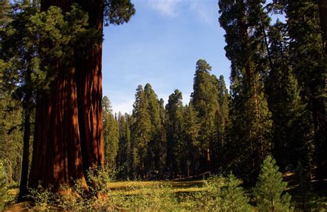 Sequoia National Park California Outdoors