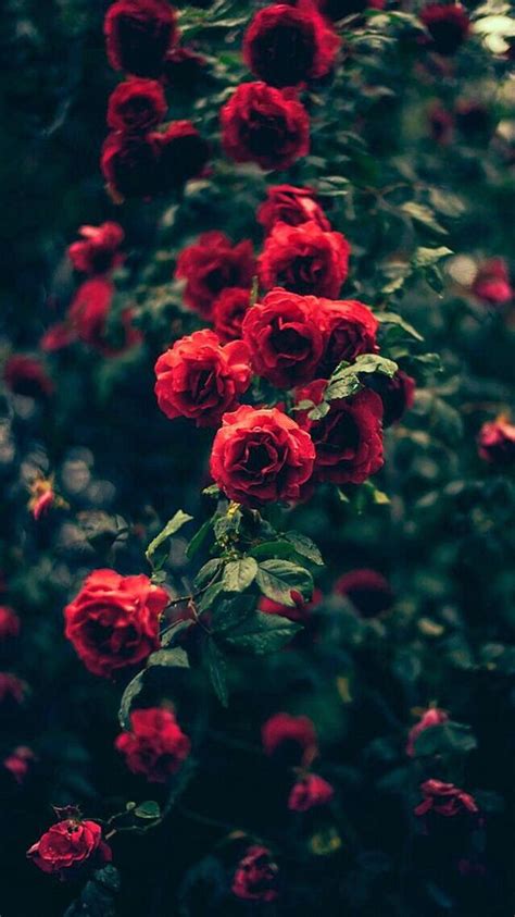 Beautiful Garden Red Roses Flowers Iphone 6 Wallpaper