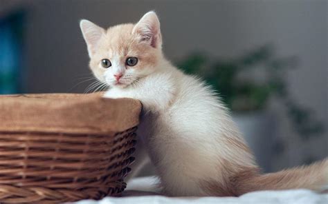 高清小猫猫可爱卖萌壁纸下载 壁纸图片大全
