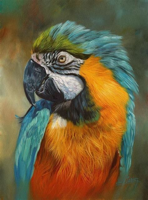 Macaw Parrot Art Print By David Stribbling Parrot Painting Macaw Art
