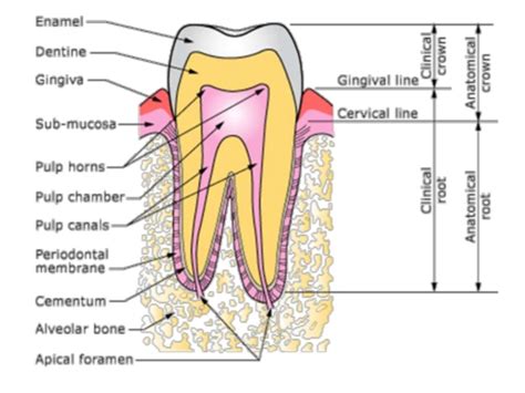 Histology Week 7 Basic Tooth Structure Flashcards Quizlet