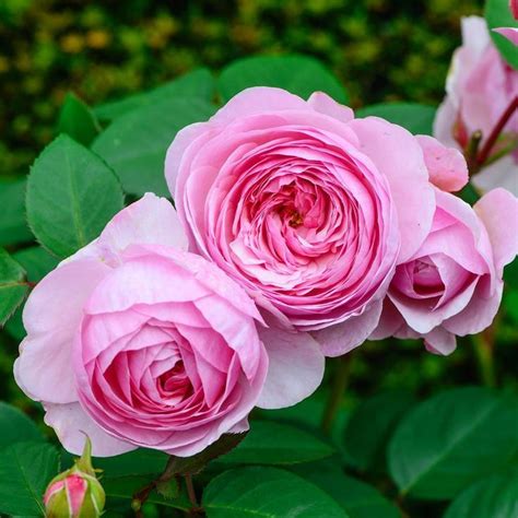 The Rose Of The Day ‘olivia Rose Austin I Love This Rose It Have