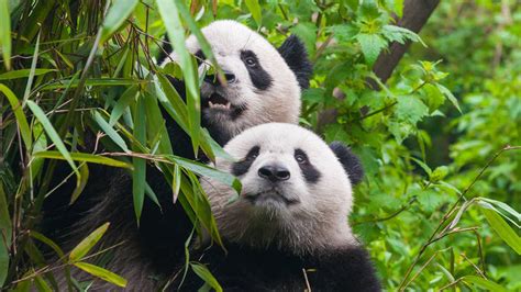 Mientras El Panda Crece En Número Su Hábitat Mengua Rtvees