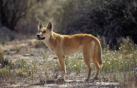 Study Shows That Dingoes Aren't Responsible for Tasmanian Tiger Deaths | Time