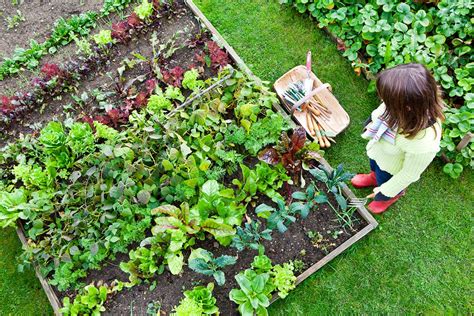 10 Simple Tips To Grow A Successful Vegetable Garden Danby