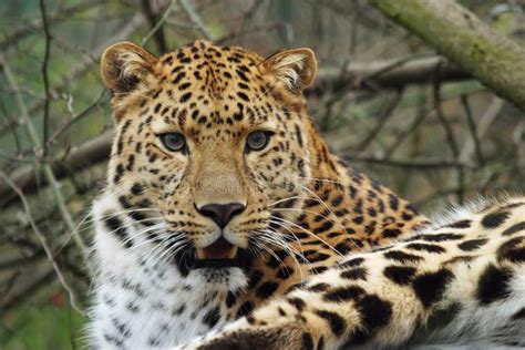 Leopardo De Amur Imagenes De Archivo Imagen 1888874