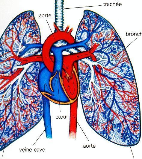 Anatomie des poumons Santé Secourisme Hot Sex Picture