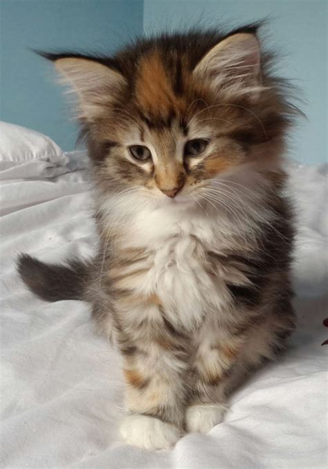 Gorgeous Norwegian Forest Kittens Ulverston Cumbria Pets4homes