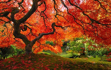 15 Most Majestically Beautiful Trees In The World Seenox