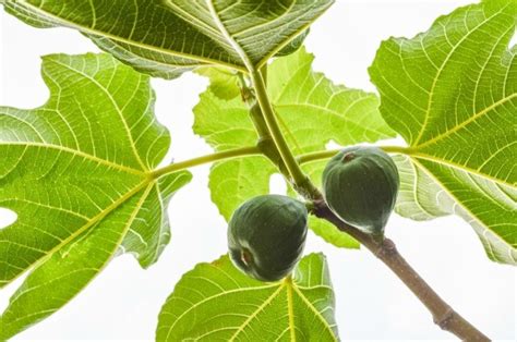 Protecting your fig trees from birds can save endless frustration, since birds can easily decimate a very large portion of your season's fig crop. Protecting Fruit Trees From Birds | ThriftyFun