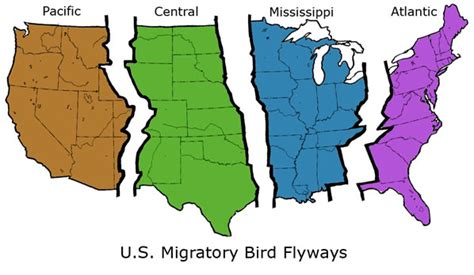 Us Migratory Bird Flyways Great Lakes Now
