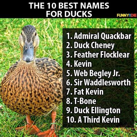 10 Best Names For Ducks Duck Memes Cool Names Funny Duck