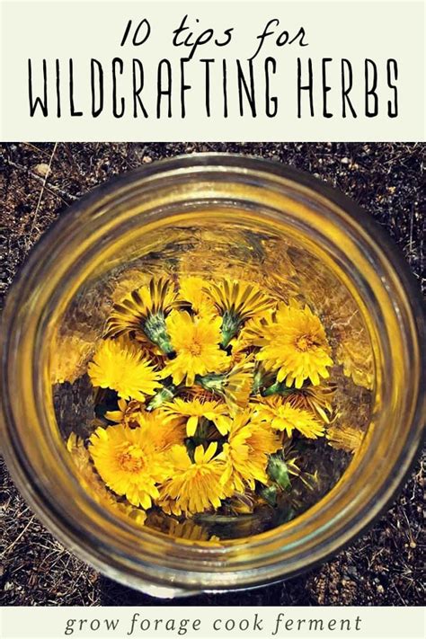10 Tips For Wildcrafting Herbs