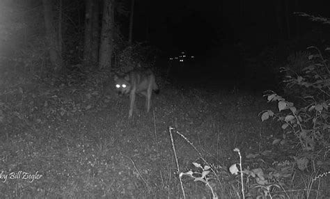 Michigan Wolf Cougar Bear Bobcat And Coyote Sightings