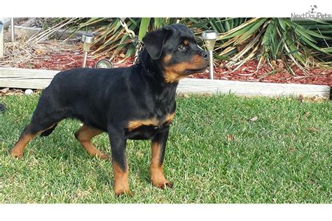 This akc rottweiler puppy is looking for a loving furever home! Rottweiler puppy for sale near Winchester, Virginia | 815e09f7-8a41