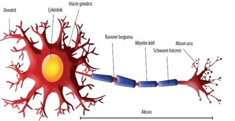 Bipolar nöronlar, hücre gövdesinden uzanan iki işlemi olan bir nöron türüdür. Nöron Nedir, Nöron Kısımları ve Görevi | Bilgi