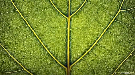 Wallpaper Sunlight Leaves Grass Plants Closeup Branch Symmetry