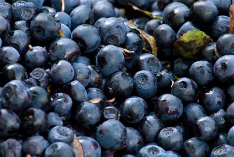 Free Picture Berry Blueberry Fruit Food Sweet Antioxidant Organic