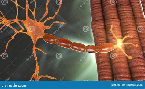 Motor Neuron Connecting To Muscle Fiber 3D Illustration Stock