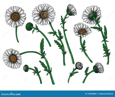 Daisy Flowers Design Elements Set Stock Vector Illustration Of