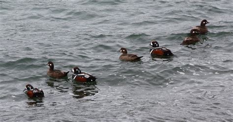 Summer Camp Haines Alaska 2010 Baby Harlequin Ducks