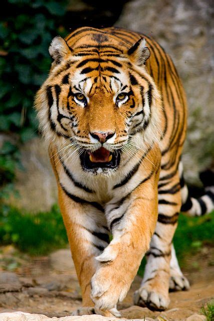 Big Cats Tiger Tiger Images Tiger Pictures Lion Images Free Images