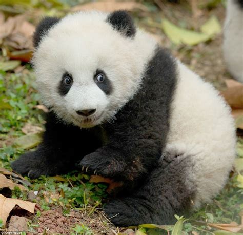 Est100 一些攝影some Photos Giant Panda Cubs Chengdu Researh Base Of