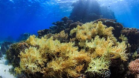 Great Barrier Reef Coral Reef Seaweed