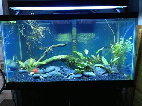 My ~2 Month Old 55 Gallon Low Tech Goldfish Aquarium Plantedtank