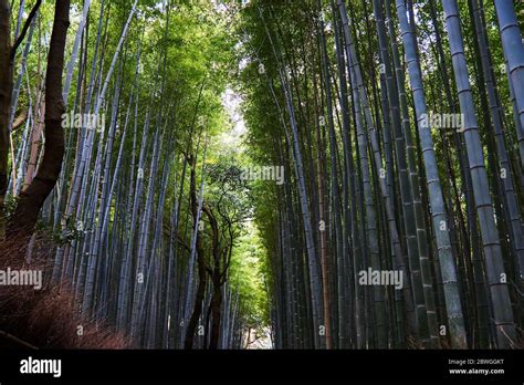 Bamboo Trees At Arashiyama Bamboo Forest Kyoto Japan Stock Photo Alamy