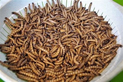What Fish Eat Mealworms Facts And Faqs Hepper