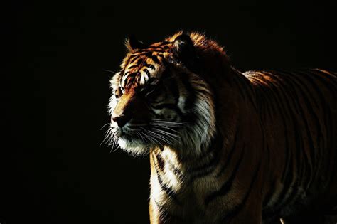 2048x1365 px wallpapers free tiger by Earl Smith for