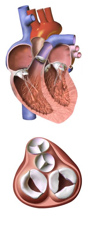 Cusps Of Heart Valves Wikidoc